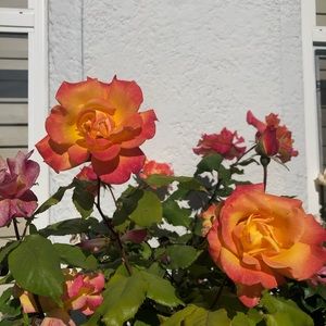 Meet your Posher, Xanthe